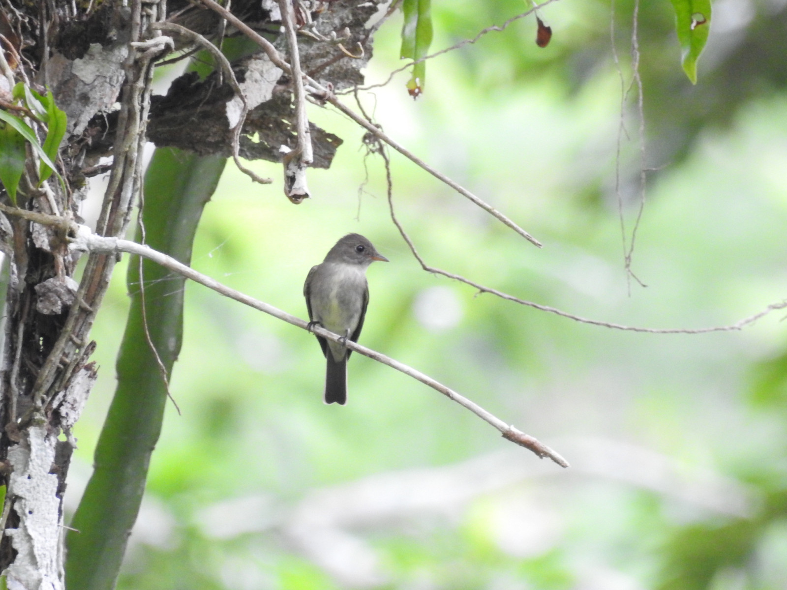 image Northern Tropical Pewee